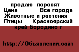 продаю  поросят  › Цена ­ 1 000 - Все города Животные и растения » Птицы   . Красноярский край,Бородино г.